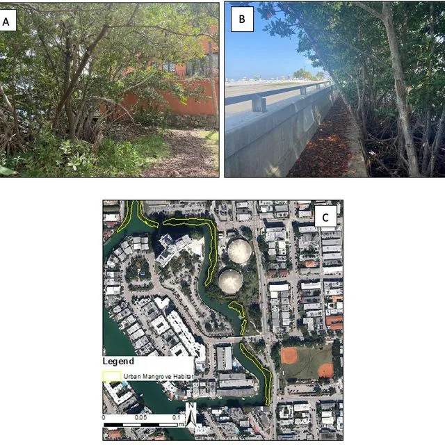 thumbnail for publication: What are urban mangroves?